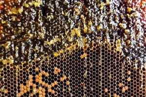 Bienenwabe aus Bienenstock gefüllt mit goldenem Honig foto