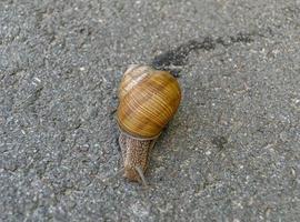 große Gartenschnecke im Schneckenhaus kriecht auf nasser Fahrbahn foto