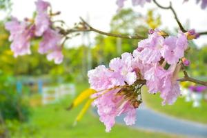 Rosa Unschärfe weiche Besenblume im Parkgarten und leichte Unschärfe foto