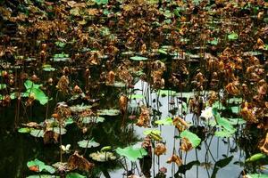trockene Blätter Lotusfeld im Parkgarten foto