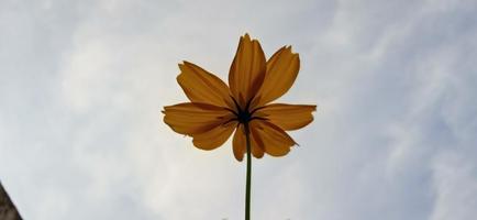 untere Landschaft aus gelben Zinnia Zinnia elegans Blütenblättern, die vom Wind mit blauem Himmelshintergrund verweht werden foto