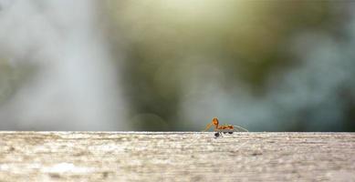 Rote Ameisen suchen auf den Zweigen nach Nahrung. Die Arbeiterameisen gehen auf den Ästen, um die Nester im Wald zu schützen. foto