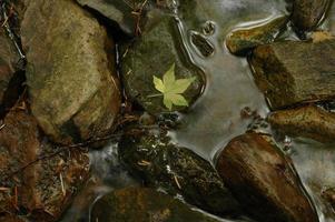 grünes ahornblatt auf kaltem fluss foto