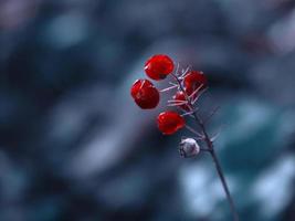 Rote saftige Beeren am Stiel auf hellblauem, verschwommenem Waldhintergrund foto