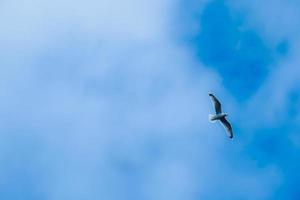 Einsame Möwe fliegt am blauen bewölkten Himmel foto