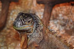 großer brauner Leguan foto