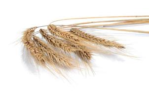Ährchen von reifem Weizen