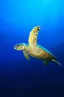 Meeresschildkröte foto