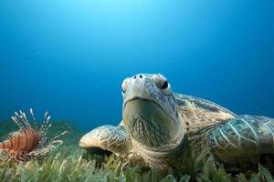 grüne Schildkröte und Seegras foto
