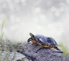 Florida Cooter Schildkröten foto