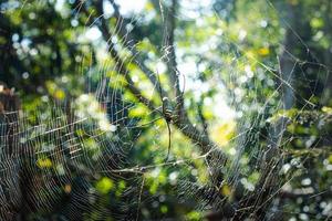 die Spinne klettert auf das Netz. foto