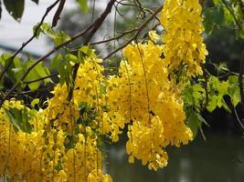 cassia fistula, goldregenbaum gelbe blume blüht schönen blumenstrauß im garten verschwommen vom naturhintergrund foto