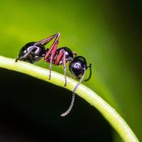 Nahaufnahme schwarze Ameise auf grünem Blatt. foto