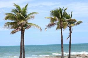 Kokospalmen am Strand bei Tag, grüne Kokospalmen mit Meer und blauem Himmel. foto