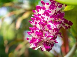 ein Rhynchostylis-Gigantea-Orchideenstrauß aus wunderschönen Kränzen auf einem verschwommenen grünen Hintergrund foto