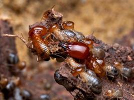 Termiten sind soziale Wesen, die die Holzhäuser der Menschen beschädigen, weil sie Holz fressen foto