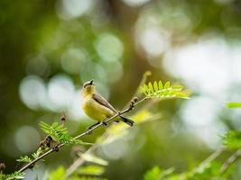 Sonnenvogel mit Olivenrücken Weiblicher Sonnenvogel thront auf einem Ast im Garten foto