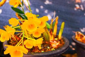 gelbe Orchideenblumen, handgezeichnete Blumenillustration einzeln auf Orchideenhintergrund. foto