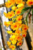 gelbe Orchideenblumen, handgezeichnete Blumenillustration einzeln auf Orchideenhintergrund. foto