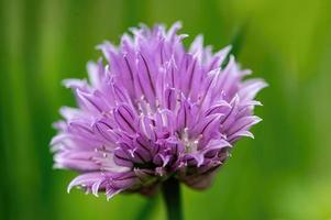 Nahaufnahme einer lila Schnittlauchblume, die im Garten angebaut wird foto