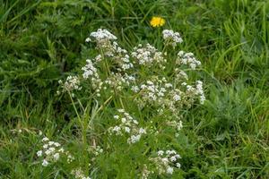 weiße Frühlingsblumen foto