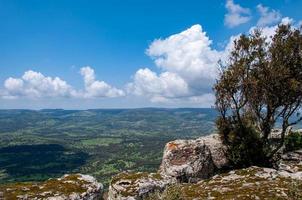 Landschaft mit Bäumen foto