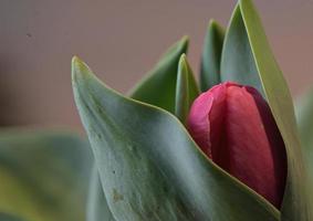 blühende rote Tulpe im Frühjahr