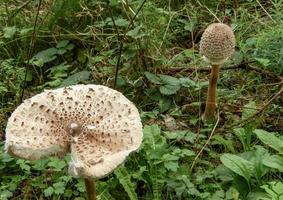 schöne Pilze im Herbst, giftig foto