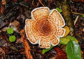 schöne Pilze im Herbst, giftig foto