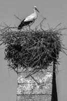 Vertikale Graustufenaufnahme von wunderschönen, lieblichen Störchen, die auf einem Nest an der Spitze eines Turms sitzen foto