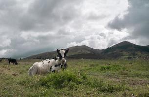 Kalb, das im Vordergrund sitzt und an einem bewölkten Tag auf einer grünen Wiese in einem Bauernhof weidet foto