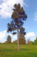 Baumwiese und Himmel foto