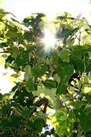 Sonnenlicht durch die Blätter der Weinrebe foto