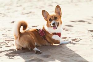 schöner Hund am Sandstrand. Corgi-Welpe geht im Sommer bei Sonnenschein in der Nähe der Küste in der Natur spazieren foto