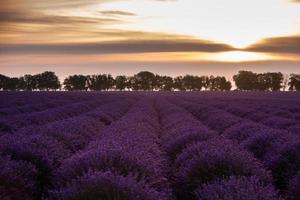 schönes lavendelfeld bei sonnenaufgang. lila Blumenhintergrund. blüte violett aromatische pflanzen. foto