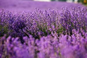 schönes lavendelfeld bei sonnenaufgang. lila Blumenhintergrund. blüte violett aromatische pflanzen. foto