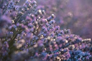 schönes lavendelfeld bei sonnenaufgang. lila Blumenhintergrund. blüte violett aromatische pflanzen. foto