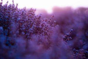 schönes lavendelfeld bei sonnenaufgang. lila Blumenhintergrund. blüte violett aromatische pflanzen. foto