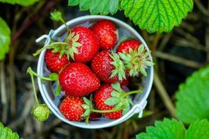 frische Erdbeeren im Garten. Bio-Lebensmittel. gesunde Beeren in einer Schüssel. rote Früchte. foto