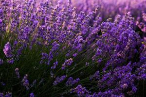 schönes lavendelfeld bei sonnenaufgang. lila Blumenhintergrund. blüte violett aromatische pflanzen. foto