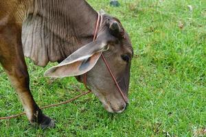 Neugierige Kuh, die Gras auf dem Feld frisst. foto