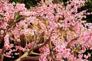 rosa Blumenhintergrund, der erfunden wurde, um echte Blumen zu ersetzen foto