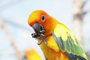 Papagei, der Sonnenblumenkerne isst foto