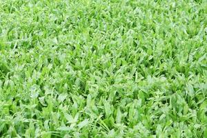 Stinkkraut, langer Koriander, Sägezahnkoriander, Stinkkraut, Eryngium im Gemüsegarten foto