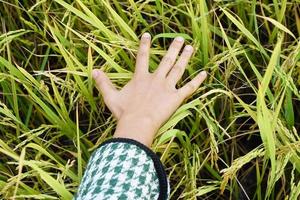 Hands Farming berührt sanft den jungen Reis im Reisfeld und hält Händchen im warmen Sonnenlicht. foto