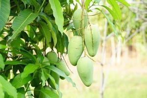 Mangos an einem Baum im Garten eines Bauern foto