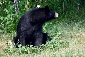 Ein Schwarzbär sitzt und frisst Beeren von einem Busch foto