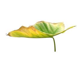 Eddoe-Blätter oder wildes Taro-Blatt auf weißem Hintergrund foto