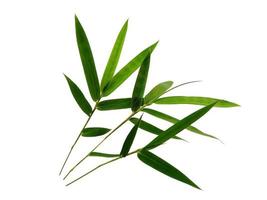 Bambusblätter isoliert auf weißem Hintergrund. Bambusblatt auf weißem Hintergrund foto