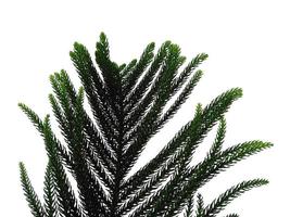 Hoop Pine Leaves oder Norfolk Island Pine Leaf auf weißem Hintergrund foto